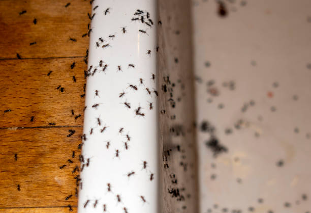 Campton Hills, IL Pest Control Company