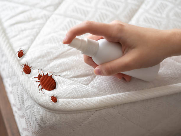Best Local Pest Control Services  in Campton Hls, IL