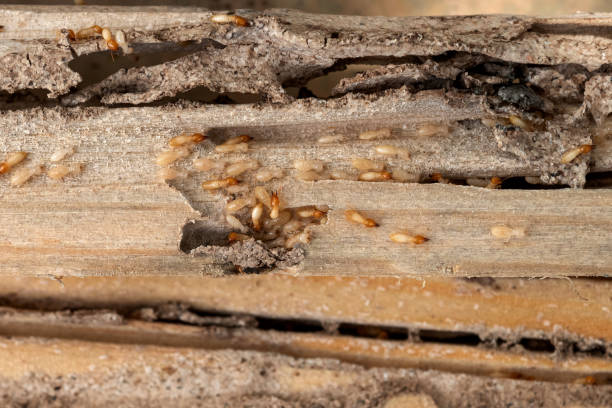 Best Bed Bug Extermination  in Campton Hls, IL