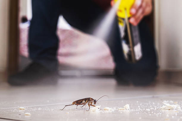 Best Rat Extermination Near Me  in Campton Hls, IL