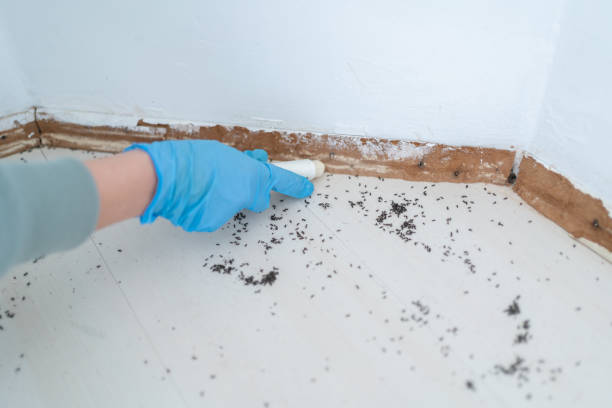 Best Wasp Removal Services  in Campton Hls, IL
